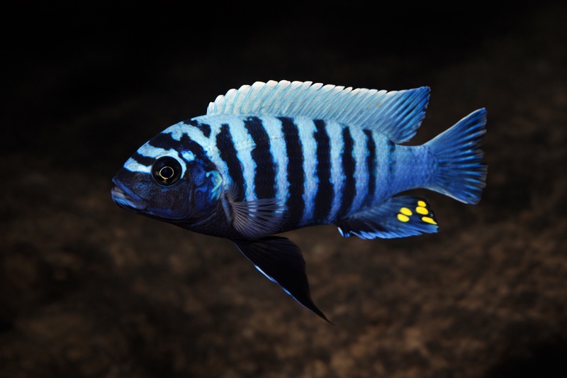 Maylandia zebra 'Chilucha Reef'